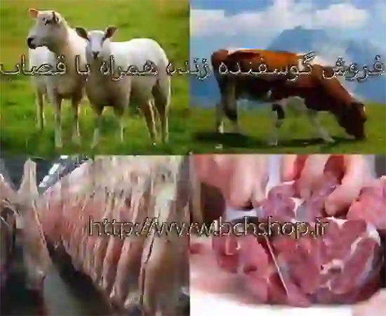 گوسفند زنده در سعدی منطقه سعدی